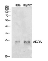 AICDA / AID Antibody - Western Blot analysis of extracts from Hela, HepG2 cells using AICDA Antibody.