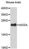 AICDA / AID Antibody - Western blot analysis of extracts of mouse brain, using AICDA antibody at 1:3000 dilution. The secondary antibody used was an HRP Goat Anti-Rabbit IgG (H+L) at 1:10000 dilution. Lysates were loaded 25ug per lane and 3% nonfat dry milk in TBST was used for blocking. An ECL Kit was used for detection and the exposure time was 90s.