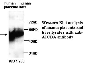 AICDA / AID Antibody