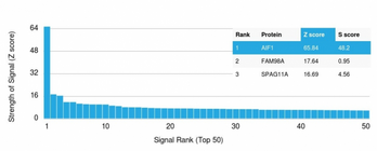 AIF1 / IBA1 Antibody - Analysis of Protein Array containing >19,000 full-length human proteins using AIF1 Mouse Monoclonal Antibody (rAIF/1909) Z- and S- Score: The Z-score represents the strength of a signal that a monoclonal antibody (MAb) (in combination with a fluorescently-tagged anti-IgG secondary antibody) produces when binding to a particular protein on the HuProtTM array. Z-scores are described in units of standard deviations (SD’s) above the mean value of all signals generated on that array. If targets on HuProtTM are arranged in descending order of the Z-score, the S-score is the difference (also in units of SD’s) between the Z-score. S-score therefore represents the relative target specificity of a MAb to its intended target.  A MAb is considered to specific to its intended target, if the MAb has an S-score of at least 2.5. For example, if a MAb binds to protein X with a Z-score of 43 and to protein Y with a Z-score of 14, then the S-score for the binding of that MAb to protein X is equal to 29.