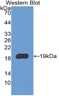 AIF1 / IBA1 Antibody - Western blot of recombinant AIF1 / IBA1.