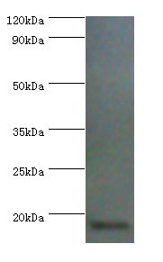 AIF1 / IBA1 Antibody - Western blot. All lanes: Allograft inflammatory factor 1 antibody at 2 ug/ml+THP-1 whole cell lysate. Secondary antibody: goat polyclonal to rabbit at 1:10000 dilution. Predicted band size: 17 kDa. Observed band size: 17 kDa.  This image was taken for the unconjugated form of this product. Other forms have not been tested.