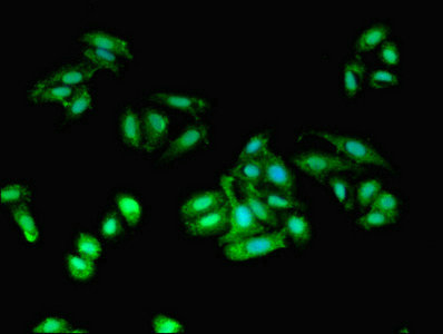 AIF1 / IBA1 Antibody - Immunofluorescent analysis of HepG2 cells using AIF1 Antibody at dilution of 1:100 and Alexa Fluor 488-congugated AffiniPure Goat Anti-Rabbit IgG(H+L)