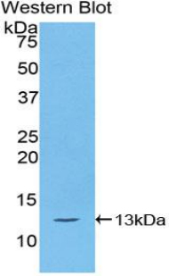 AIF1 / IBA1 Antibody - Western blot of recombinant AIF1 / IBA1.  This image was taken for the unconjugated form of this product. Other forms have not been tested.