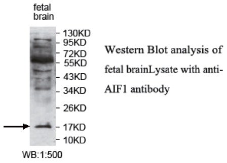 AIF1 / IBA1 Antibody