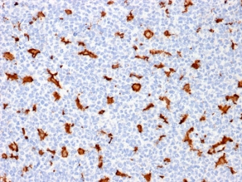 AIF1 / IBA1 Antibody - IHC testing of FFPE human tonsil with IBA1 antibody (clone AIF1/1909). HIER: boil tissue sections in pH6, 10mM citrate buffer, for 10-20 min followed by cooling at RT for 20 min.