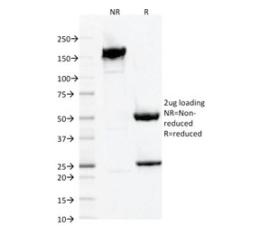AIF1 / IBA1 Antibody - SDS-PAGE analysis of purified, BSA-free IBA1 antibody (clone AIF1/1909) as confirmation of integrity and purity.