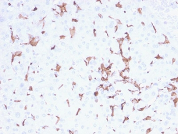 AIF1 / IBA1 Antibody - IHC testing of FFPE human spleen tissue with AIF1 antibody (clone AIF1/2493). HIER: boil tissue sections in pH6, 10mM citrate buffer, for 10-20 min followed by cooling at RT for 20 min.