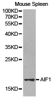 AIF1 / IBA1 Antibody - Western blot of extracts of mouse spleen cell lines, using AIF1 antibody.