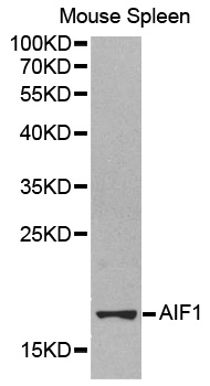 AIF1 / IBA1 Antibody - Western blot analysis of extracts of mouse spleen cell lines.