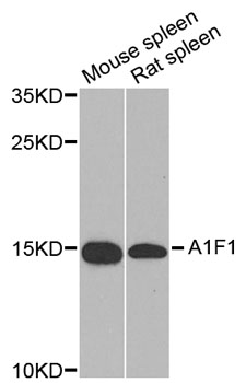 AIF1 / IBA1 Antibody - Western blot analysis of extracts of various cell lines, using AIF1 antibody at 1:1000 dilution. The secondary antibody used was an HRP Goat Anti-Rabbit IgG (H+L) at 1:10000 dilution. Lysates were loaded 25ug per lane and 3% nonfat dry milk in TBST was used for blocking. An ECL Kit was used for detection and the exposure time was 10s.
