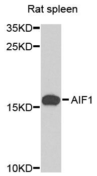 AIF1 / IBA1 Antibody - Western blot analysis of extracts of rat spleen, using AIF1 antibody at 1:1000 dilution. The secondary antibody used was an HRP Goat Anti-Rabbit IgG (H+L) at 1:10000 dilution. Lysates were loaded 25ug per lane and 3% nonfat dry milk in TBST was used for blocking. An ECL Kit was used for detection and the exposure time was 90s.