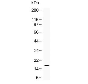 AIF1 / IBA1 Antibody - Western blot testing of human blood cell lysate with IBA1 antibody at 0.5ug/ml. Predicted molecular weight ~17 kDa.