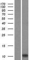 AIF1 / IBA1 Protein - Western validation with an anti-DDK antibody * L: Control HEK293 lysate R: Over-expression lysate