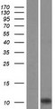 AIF1 / IBA1 Protein - Western validation with an anti-DDK antibody * L: Control HEK293 lysate R: Over-expression lysate