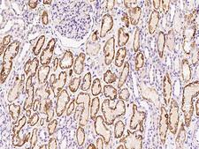 AIF1L Antibody - Immunochemical staining AIF1L in human kidney with rabbit polyclonal antibody at 1:300 dilution, formalin-fixed paraffin embedded sections.
