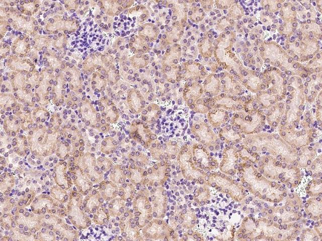 AIF1L Antibody - Immunochemical staining AIF1L in mouse kidney with rabbit polyclonal antibody at 1:300 dilution, formalin-fixed paraffin embedded sections.