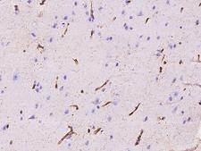AIF1L Antibody - Immunochemical staining of human AIF1L in human brain with rabbit polyclonal antibody at 1:500 dilution, formalin-fixed paraffin embedded sections.
