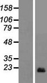 AIF1L Protein - Western validation with an anti-DDK antibody * L: Control HEK293 lysate R: Over-expression lysate