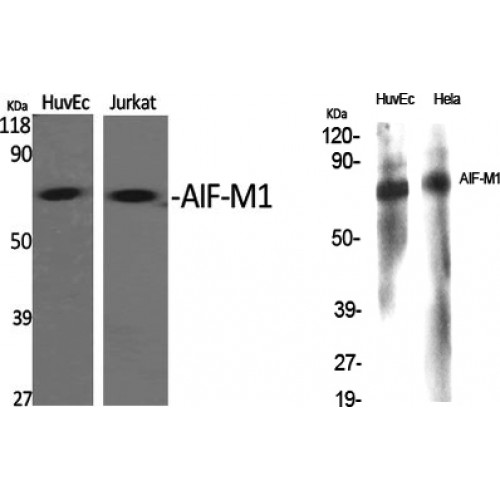 AIFM1 / AIF / PDCD8 Antibody - Western blot of AIF-M1 antibody