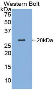 AIFM1 / AIF / PDCD8 Antibody - Western blot of recombinant AIFM1 / AIF.