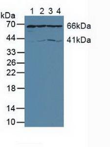AIFM1 / AIF / PDCD8 Antibody - Western Blot; Sample: Lane1: Porcine Liver Tissue; Lane2: Porcine Heart Tissue; Lane3: Human Hela Cells; Lane4: Human A549 Cells.