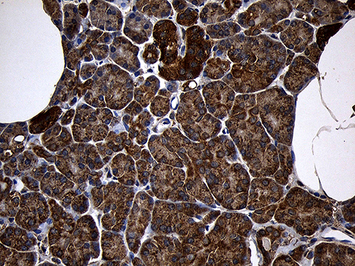 AIFM1 / AIF / PDCD8 Antibody - Immunohistochemical staining of paraffin-embedded Human pancreas tissue within the normal limits using anti-AIFM1 mouse monoclonal antibody. (Heat-induced epitope retrieval by 1mM EDTA in 10mM Tris buffer. (pH8.5) at 120°C for 3 min. (1:500)
