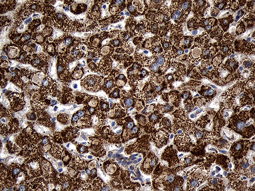 AIFM1 / AIF / PDCD8 Antibody - Immunohistochemical staining of paraffin-embedded Human liver tissue within the normal limits using anti-AIFM1 mouse monoclonal antibody. (Heat-induced epitope retrieval by 1mM EDTA in 10mM Tris buffer. (pH8.5) at 120°C for 3 min. (1:500)