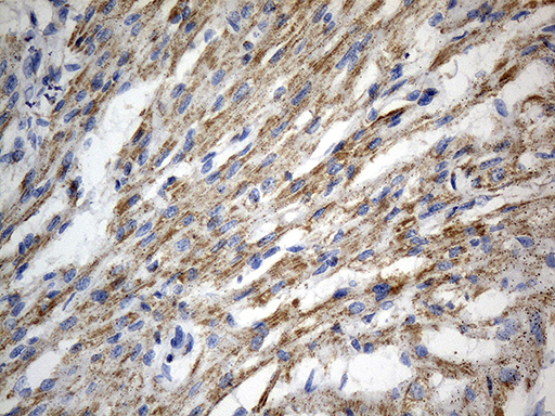 AIFM1 / AIF / PDCD8 Antibody - Immunohistochemical staining of paraffin-embedded Human adult heart tissue within the normal limits using anti-AIFM1 mouse monoclonal antibody. (Heat-induced epitope retrieval by 1mM EDTA in 10mM Tris buffer. (pH8.5) at 120 oC for 3 min. (1:500)