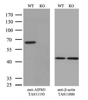 AIFM1 / AIF / PDCD8 Antibody - Equivalent amounts of cell lysates  and AIFM1-Knockout 293T cells  were separated by SDS-PAGE and immunoblotted with anti-AIFM1 monoclonal antibody(1:500). Then the blotted membrane was stripped and reprobed with anti-b-actin antibody  as a loading control.