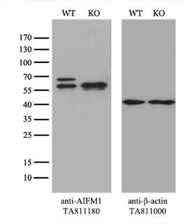 AIFM1 / AIF / PDCD8 Antibody - Equivalent amounts of cell lysates  and AIFM1-Knockout 293T cells  were separated by SDS-PAGE and immunoblotted with anti-AIFM1 monoclonal antibody(1:500). Then the blotted membrane was stripped and reprobed with anti-b-actin antibody  as a loading control.