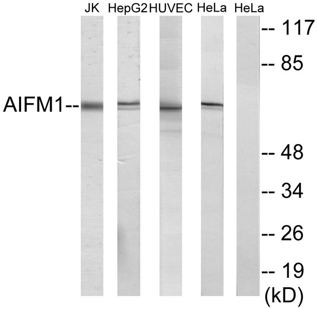 AIFM1 / AIF / PDCD8 Antibody - Western blot analysis of lysates from HUVEC cells, HepG2 cells, HeLa cells, and Jurkat cells, using AIFM1 Antibody. The lane on the right is blocked with the synthesized peptide.