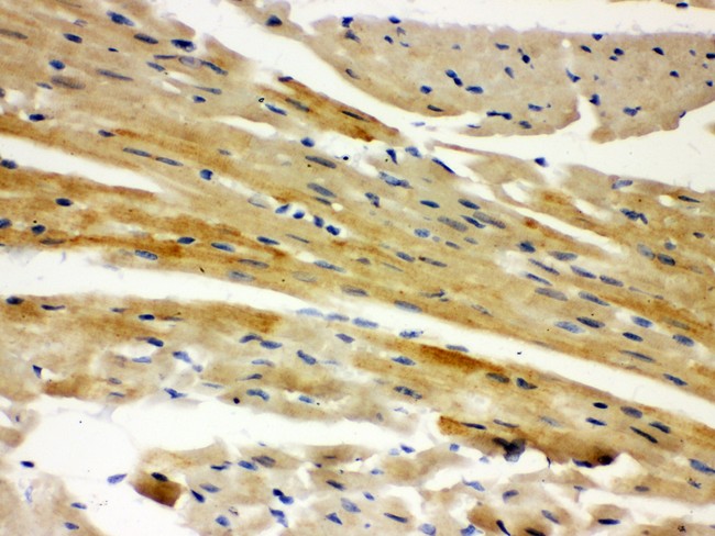 AIFM1 / AIF / PDCD8 Antibody - AIF antibody IHC-paraffin: Mouse Cardiac Muscle Tissue.