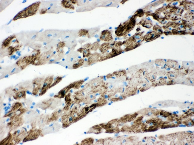 AIFM1 / AIF / PDCD8 Antibody - AIF antibody IHC-paraffin: Rat Cardiac Muscle Tissue.