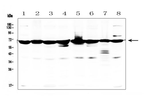 AIFM1 / AIF / PDCD8 Antibody - Western blot analysis of AIF using anti-AIF antibody. Electrophoresis was performed on a 5-20% SDS-PAGE gel at 70V (Stacking gel) / 90V (Resolving gel) for 2-3 hours. The sample well of each lane was loaded with 50ug of sample under reducing conditions. Lane 1: human placenta tissue lysates, Lane 2: human A549 whole cell lysates, Lane 3: human PC-3 whole cell lysates, Lane 4: human K562 whole cell lysates, Lane 5: human Caco-2 whole cell lysates, Lane 6: human Hela whole cell lysates, Lane 7: human HL-60 whole cell lysates, Lane 8: human U-87MG whole cell lysates, After Electrophoresis, proteins were transferred to a Nitrocellulose membrane at 150mA for 50-90 minutes. Blocked the membrane with 5% Non-fat Milk/ TBS for 1.5 hour at RT. The membrane was incubated with rabbit anti-AIF antigen affinity purified polyclonal antibody at 0.5 µg/mL overnight at 4°C, then washed with TBS-0.1% Tween 3 times with 5 minutes each and probed with a goat anti-rabbit IgG-HRP secondary antibody at a dilution of 1:10000 for 1.5 hour at RT. The signal is developed using an Enhanced Chemiluminescent detection (ECL) kit with Tanon 5200 system. A specific band was detected for AIF at approximately 67KD. The expected band size for AIF is at 67KD.
