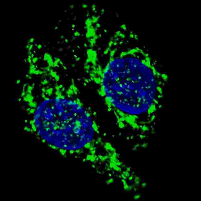 AIFM1 / AIF / PDCD8 Antibody - Fluorescent confocal image of U251 cells stained with AIFM1 antibody. U251 cells were treated with Chloroquine (50 mu M,16h), then fixed with 4% PFA (20 min), permeabilized with Triton X-100 (0.2%, 30 min). Cells were then incubated AIFM1 primary antibody (1:200, 2 h at room temperature). For secondary antibody, Alexa Fluor 488 conjugated donkey anti-rabbit antibody (green) was used (1:1000, 1h). Nuclei were counterstained with Hoechst 33342 (blue) (10 ug/ml, 5 min). AIFM1 immunoreactivity is localized to the cytoplasm of U251 cells.