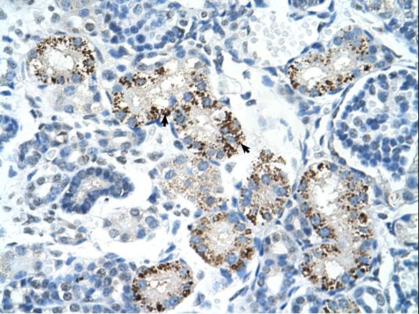 AIFM1 / AIF / PDCD8 Antibody - AIFM1 / AIF antibody AVARP00028_P050-NP_665811-PDCD8 Antibody was used in IHC to stain formalin-fixed, paraffin-embedded human kidney.  This image was taken for the unconjugated form of this product. Other forms have not been tested.