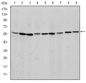 AIFM1 / AIF / PDCD8 Antibody - Western blot using AIF mouse monoclonal antibody against NIH/3T3 (1), Jurkat (2), HeLa (3), HepG2 (4), MOLT4 (5), C6 (6), RAJI (7), Cos7 (8) and PC-12 (9) cell lysate.