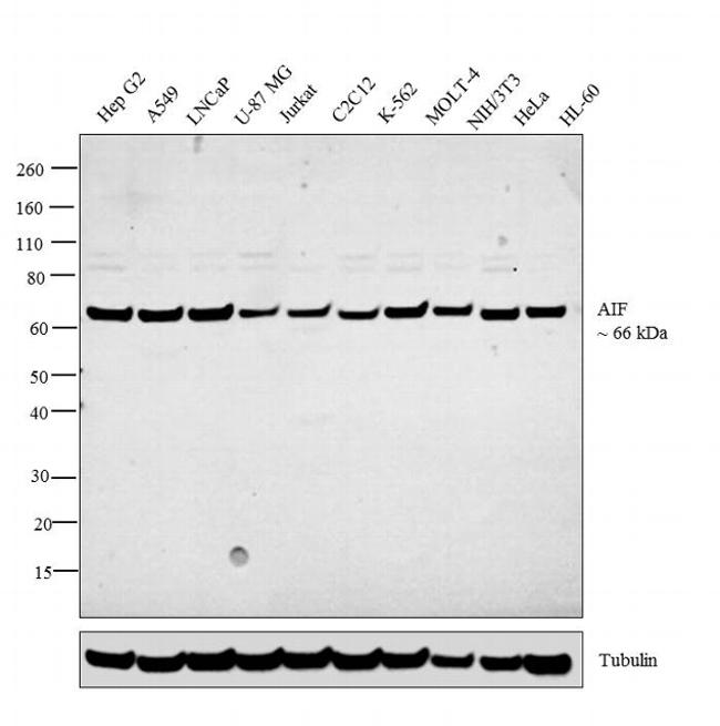 AIFM1 / AIF / PDCD8 Antibody - AIF Antibody in Western Blot (WB)