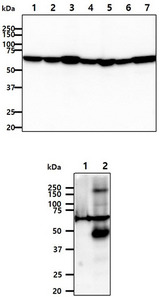 AIFM1 / AIF / PDCD8 Antibody - The cell lysates (40ug) were resolved by SDS-PAGE, transferred to PVDF membrane and probed with anti-human AIFM1 antibody (1:1000). Proteins were visualized using a goat anti-mouse secondary antibody conjugated to HRP and an ECL detection system. Lane 1. : Jurkat cell lysate Lane 2. : HeLa cell lysate Lane 3. : Hep3B cell lysate Lane 4. : Raji cell lysate Lane 5. : K562 cell lysate Lane 6. : MCF7 cell lysate Lane 7. : CTLL2 cell lysate The tissue lysates (40ug) were resolved by SDS-PAGE, transferred to PVDF membrane and probed with anti-human AIFM1 antibody (1:1000). Proteins were visualized using a goat anti-mouse secondary antibody conjugated to HRP and an ECL detection system. Lane 1. : Mouse heart tissue lysate Lane 2. : Mouse liver tissue lysate