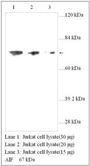 AIFM1 / AIF / PDCD8 Antibody