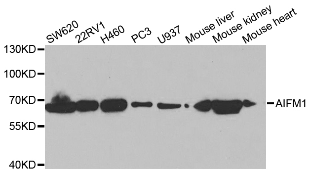 AIFM1 / AIF / PDCD8 Antibody - Western blot analysis of extracts of various cell lines.