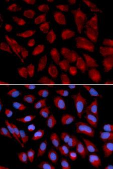 AIFM1 / AIF / PDCD8 Antibody - Immunofluorescence analysis of U2OS cells.