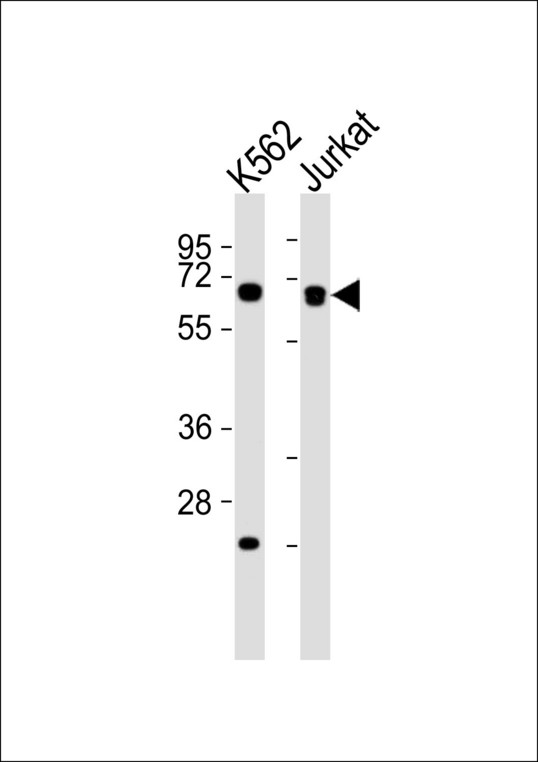 AIFM1 / AIF / PDCD8 Antibody - All lanes : Anti-AIFM1 Antibody at 1:1000 dilution Lane 1: K562 whole cell lysates Lane 2: Jurkat whole cell lysates Lysates/proteins at 20 ug per lane. Secondary Goat Anti-Rabbit IgG, (H+L),Peroxidase conjugated at 1/10000 dilution Predicted band size : 67 kDa Blocking/Dilution buffer: 5% NFDM/TBST.