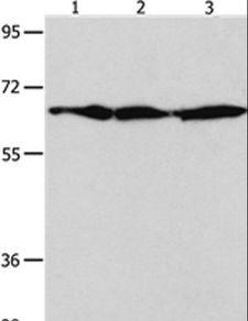 AIFM1 / AIF / PDCD8 Antibody - Western blot analysis of NIH/3T3, HeLa and 293T cell, using AIFM1 Polyclonal Antibody at dilution of 1:600.