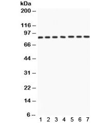 AIFM1 / AIF / PDCD8 Antibody