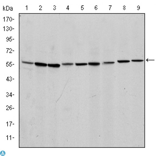 AIFM1 / AIF / PDCD8 Antibody - Western Blot (WB) analysis using AIF-M1 Monoclonal Antibody against NIH/3T3 (1), Jurkat (2), HeLa (3), HepG2 (4), MOLT4 (5), C6 (6), RAJI (7), Cos7 (8) and PC-12 (9) cell lysate.