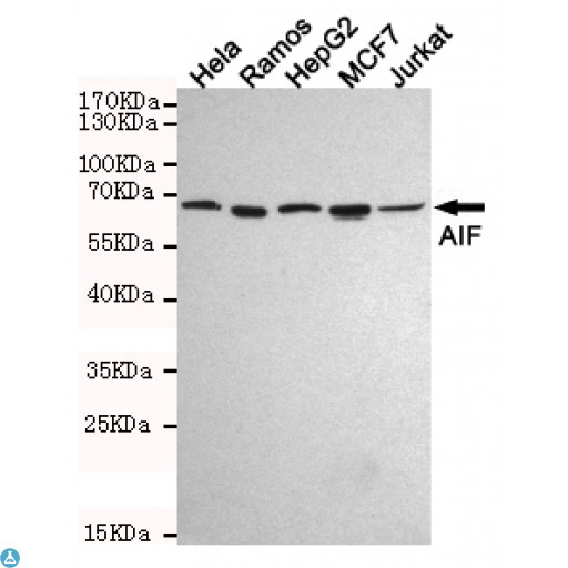 AIFM1 / AIF / PDCD8 Antibody - Western blot analysis of extracts from Hela, Ramos, HepG2, MCF7 and Jurkat cell lysates using AIF mouse mAb (1:1000 diluted). Predicted band size: 67KDa. Observed band size: 67KDa.
