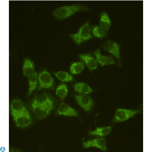 AIFM1 / AIF / PDCD8 Antibody - Immunocytochemistry staining of HeLa cells fixed with 4% Paraformaldehyde and using anti-AIF mouse mAb (dilution 1:200).