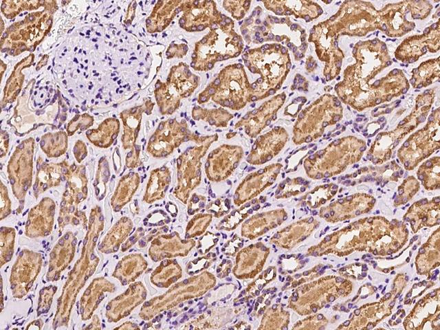 AIFM1 / AIF / PDCD8 Antibody - Immunochemical staining of human AIFM1 in human kidney with rabbit polyclonal antibody at 1:100 dilution, formalin-fixed paraffin embedded sections.
